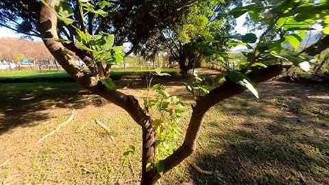 GepRC Cinelog 30 #Insta 360 Go2