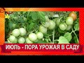 САД в июле - наступает пора огорода ВЛОГ