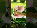 Anthurium Fresh Love Flowering