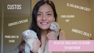 TUDO QUE VOCÊ PRECISA SABER ANTES DE TER UM FERRET/FURÃO NO BRASIL