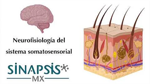 O que faz o sistema somatossensorial?