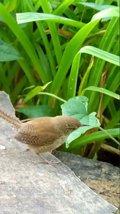 House Wren chatter