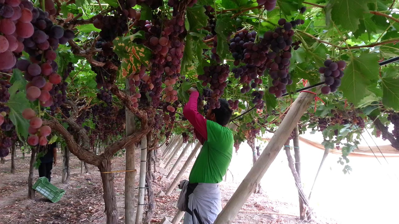 work in portugal - YouTube