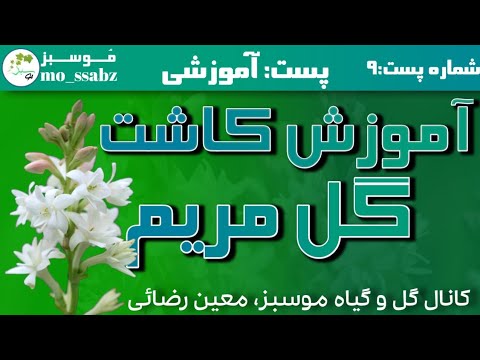 تصویری: شرایط در حال رشد برای مریم گلی