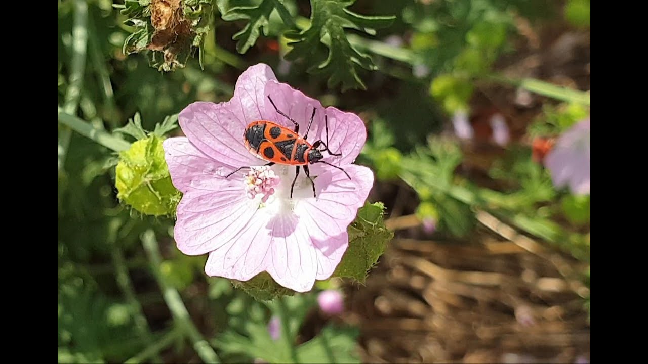 Feuerwanze (Pyrrhochoris apterus). fire bug. Ein Video von KLAUS TAUX