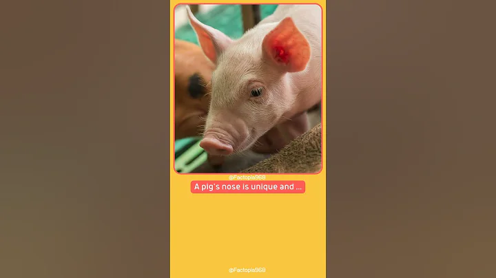 Pig Facts 8 #pig #pigs #pigfacts #facts #fact #factshorts #factsvideo #factsshorts #factvideo#funpig