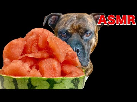 【大食い犬ASMR】夏だ！スイカだ！飲み物だ！アメリカンブリーだ！！！