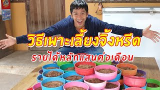 วิธีเพาะเลี้ยงจิ้งหรีด ลงทุนน้อย รายได้หลักแสนต่อเดือน | เอิร์ธสดชื่น