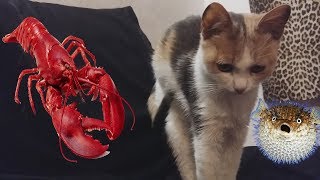 Кошка съела вкусного омара, теперь хочет фугу ну или белужью икру Кошка съела вкусного омара, теперь хочет фугу ну или белужью икру