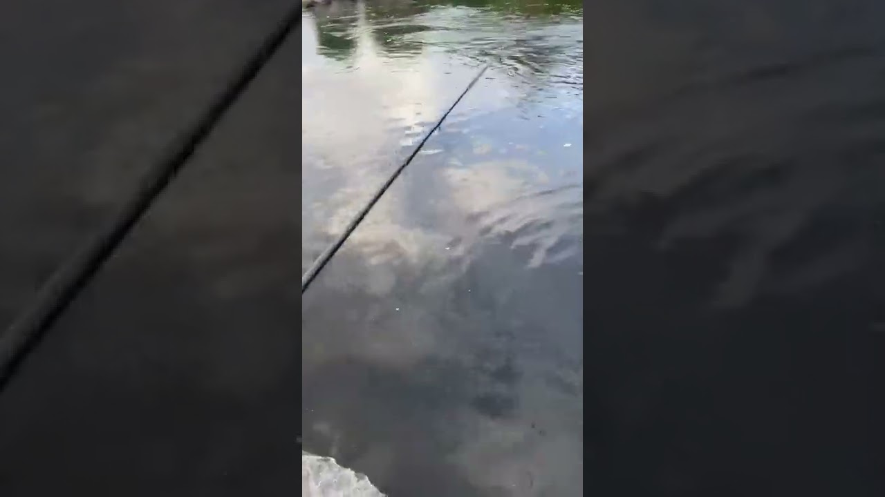 flat fish river lagan