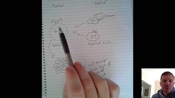 Somatic and Sex Cells - Mr H