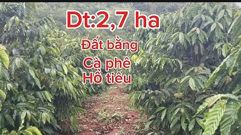 Bán lô đất cà phê hồ tiêu đẹp có nhà cấp 4 thân đất bằng đẹp dt:2,7 ha giá rẻ bèo