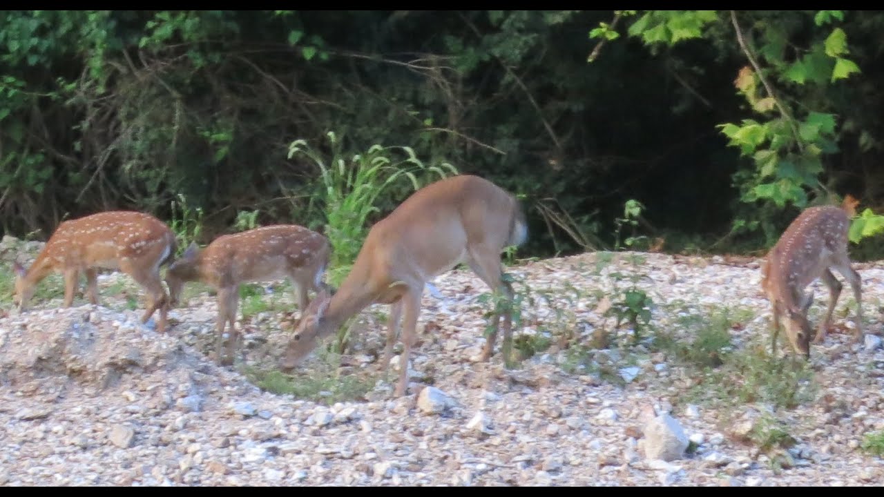 Baby deer triplets while I was cutting the lawn.