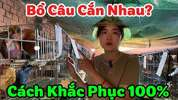 Chim Bồ Câu Cắn Nhau? Bí Quyết Khắc Phục Nhanh – Ai Nuôi Cũng Làm Được!