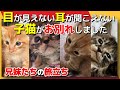 【神戸保護猫】目が見えず耳も聞こえない子猫が兄妹たちとお別れしました