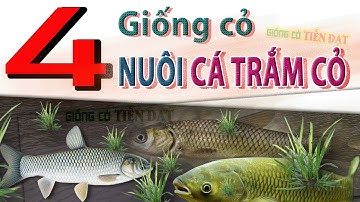 4 loại cỏ nuôi cá trắm cỏ giúp tăng trọng siêu nhanh