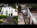 Wolf came to a city hospital! You won’t believe it when you learn why