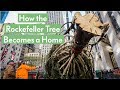 How the Rockefeller Tree Becomes a Home | Oprah Mag