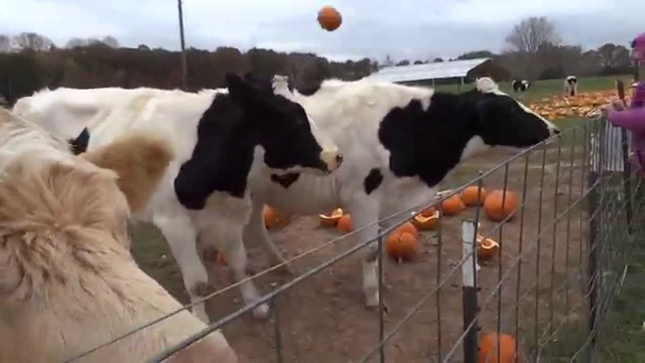 Delivering Pumpkins to the Cows at Rikki's Refuge YouTube