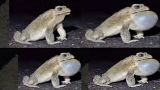 The Sound Of Frogs At Night