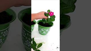 Periwinkle Plant Propagation in Water and Soil by Stem Cuttings #shorts #youtubeshorts