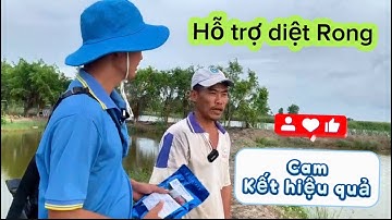 BÍ KIẾP DIỆT "RONG NHỚT, RONG MỀM"- TỰ TAN KHÔNG GÂY THỐI NƯỚC, ẢNH HƯỞNG TÔM- CUA, SÒ HUYẾT, ỐC GẠO
