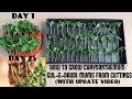 How to Grow Chrysanthemum/Gul-E-Daudi/Mums from Cuttings(Fast N Easy With Update Video)