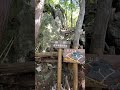 【1分登山】近江富士こと三上山に登ってみた #登山