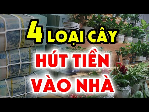 Video 4 Loại Cây Phong Thủy Vừa Phát Tài Phát Lộc Lại HÚT... - youtube
