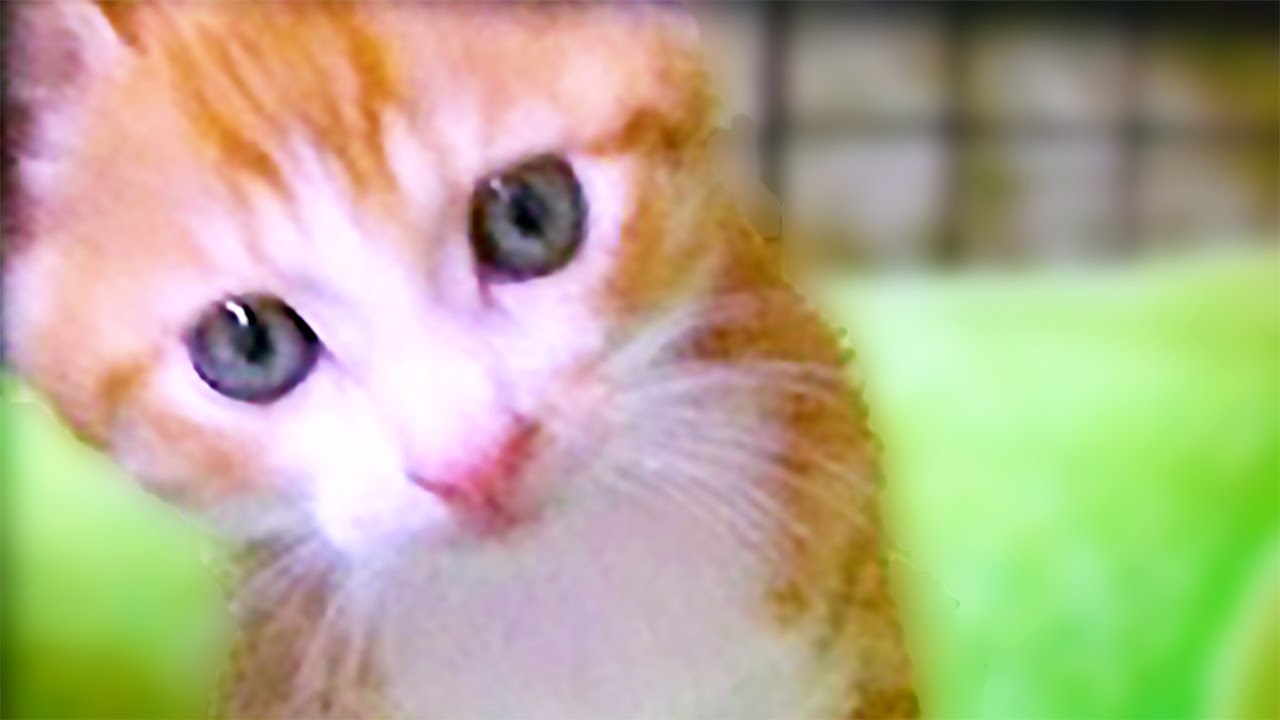 猫カフェ 横浜 かわいい茶トラ 子猫 ｢マック｣ 〜やんちゃ過ぎ…鳴き声も元気だよ！　 - Cute Kitten Playing, Too Cutest Meows.