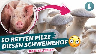 Radikaler Wandel im Schweinemast-Betrieb | WDR Lokalzeit Land.Schafft.