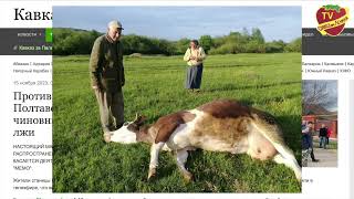 Внимание! Отравленное Мясо, Молоко И Птица Могут Попасть На Прилавки, Если Рис Попадет В Корм