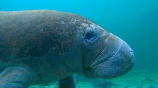 Manatee Vocalizations Captured Underwater!
