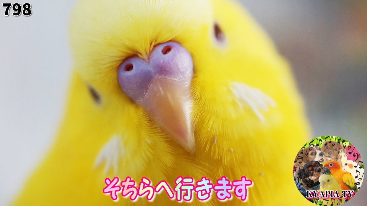 鳥 ユーチューブ セキセイインコが迫って来る かわいい鳥 動物癒し動画798 Gopro６cute Parakeet Budgie Youtube