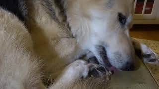 ASMR dog selfgrooming 29