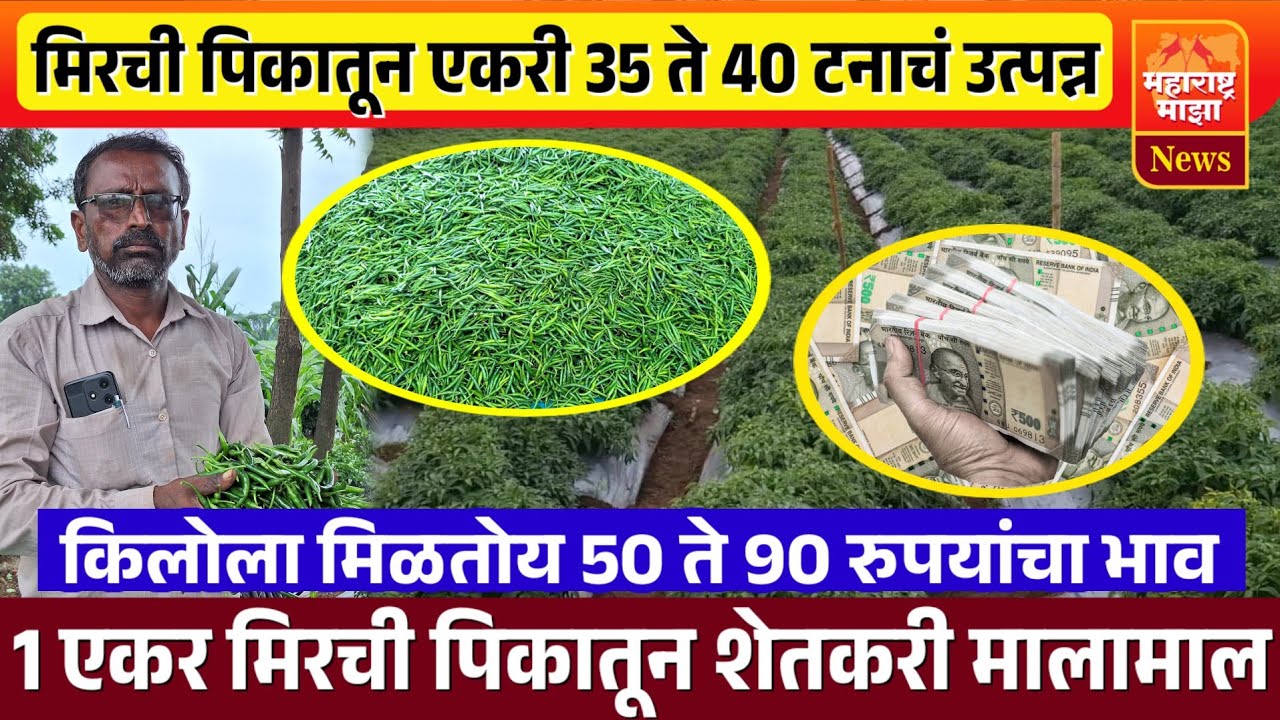 ♦️मिरची लागवडीतून एकरी 35 ते 40 टनाचं उत्पन्न | किलोला मिळतोय 40 ते 90 रुपयांचा भाव..