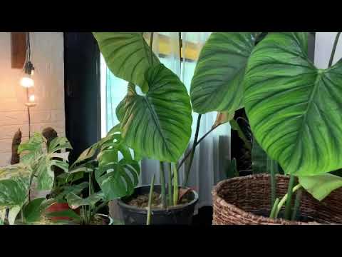 Monstera Albo, Philodendron Pastazanum and Philodendron ...