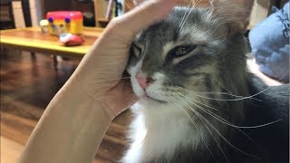 独り占めして甘える猫 ノルウェージャンフォレストキャットMonopolize.Norwegian Forest Cat.