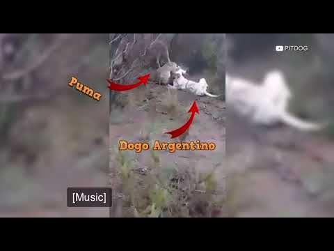 Mountain lion vs Dogo Argentino