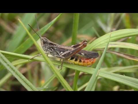 Video: Kobylka Zvažujúca Pokračovanie Tieňov Zatratených