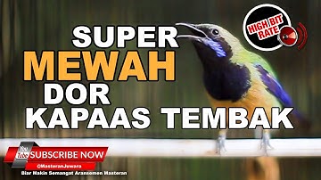#1 🔴Super Mewah Isian Kapas Tembak Kasar❗️Cucak Cungkok Gacor Dorr