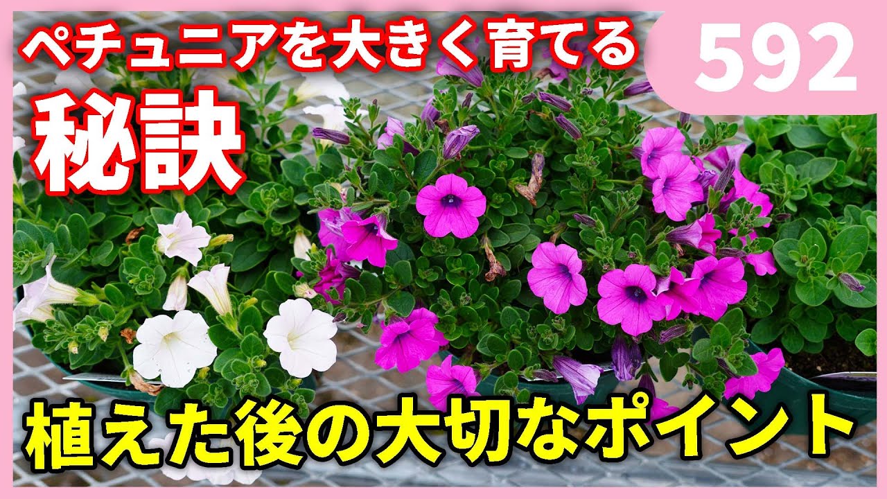 ペチュニアを大きく育てる 第2弾 by園芸チャンネル 592 園芸 
