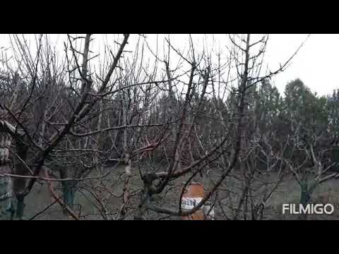 Video: Suncrisp Elma Ağacı Bakımı: Büyüyen Suncrisp Elma Ağaçları
