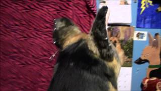 melissa and doug german shepherd