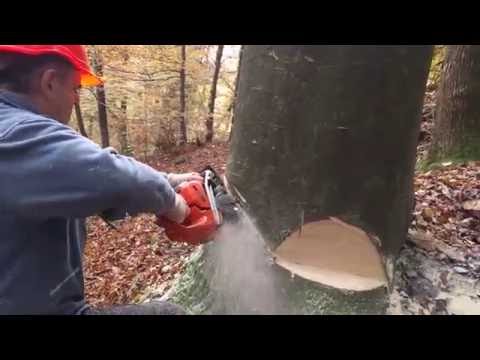 Video: Kako Se Sekajo Drevesa