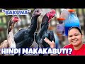 NAKAKASAMA BA ANG BAKUNA NG MANOK, PARA SA MGA ALAGANG MANOK NG ATING KAPITBAHAY? | INDAY POYPOY