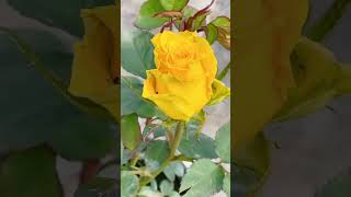 আমার বাগানের হলুদ গোলাপ | Yellow Rose Bloom in My Garden 🌼💛