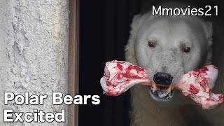 Polar Bears are excited 牛骨でテンション上がるホッキョクグマたち