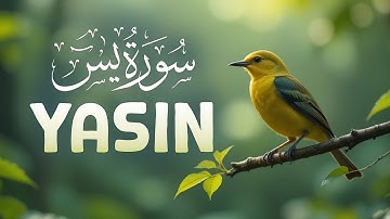 Surah Yasin Yaseen سورة يس كاملة Full with Arabic Text & Translations | #love