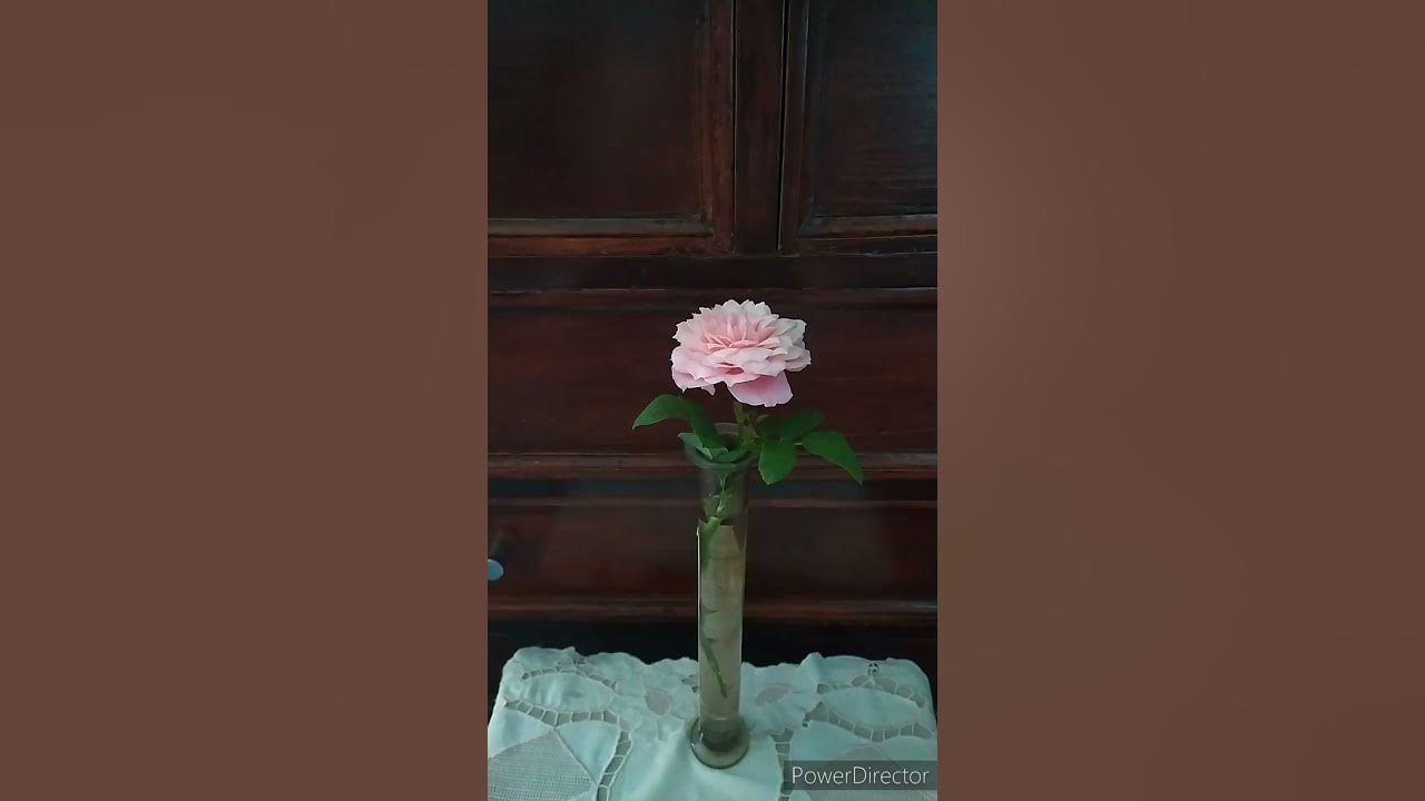 Роза/Бельведер(шраб)/Rose/Belweder(strab) - YouTube